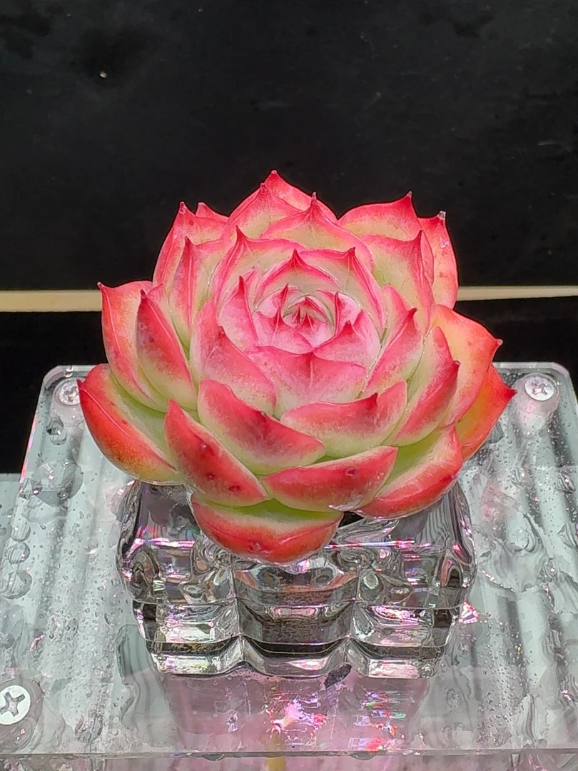 韩版法兰西玫瑰 无土栽培 干净美观 新手必备 多肉植物