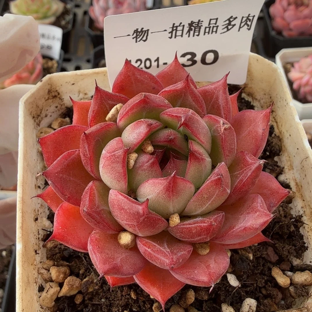 1201-30单颗多肉珍妮组合