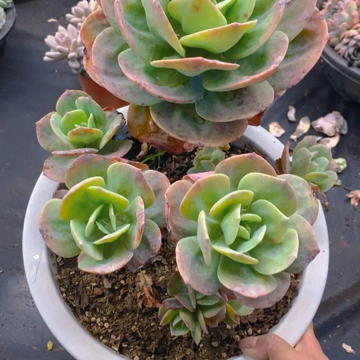 夏悦多肉0212-77血凤