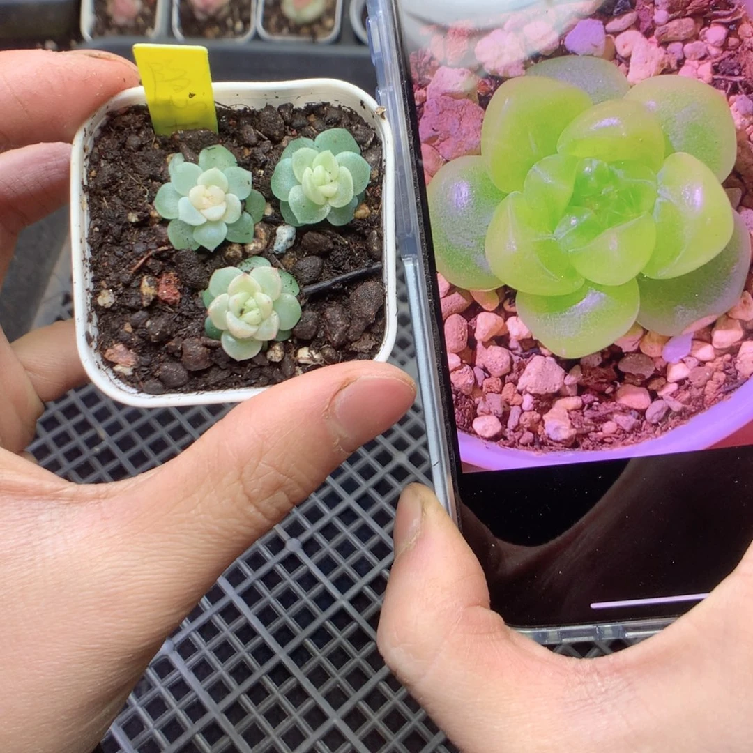 隐藏财富3颗yyyyy