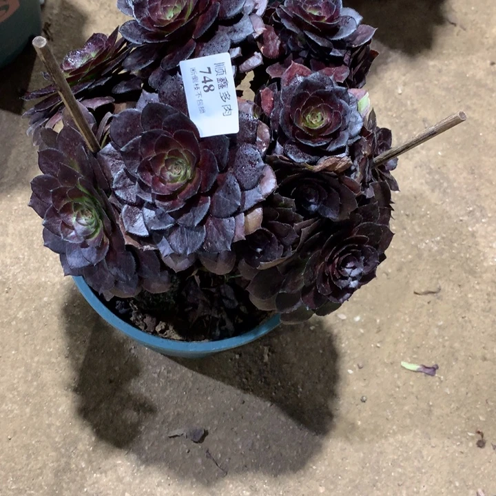 748黑美人多肉植物特价