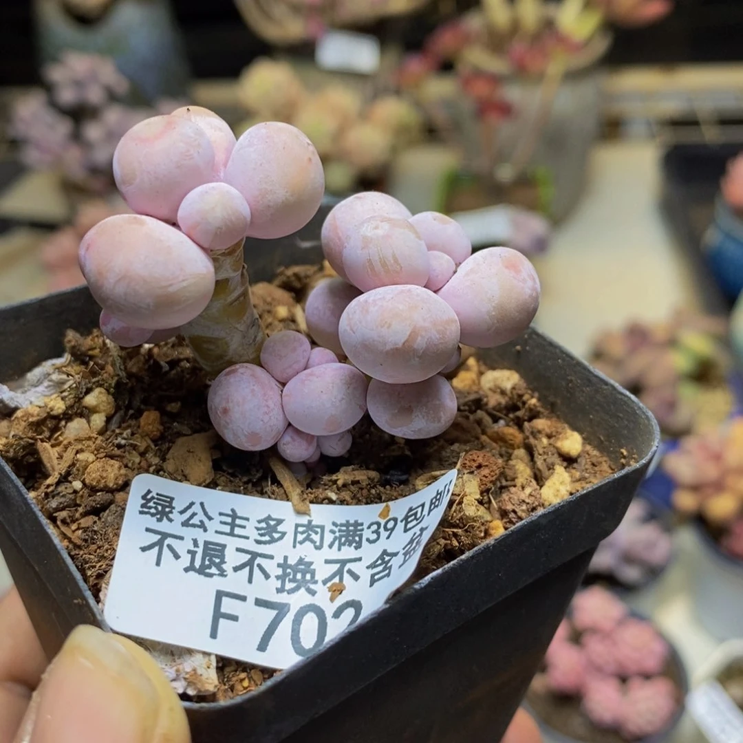 702橙奶多肉肉3c m