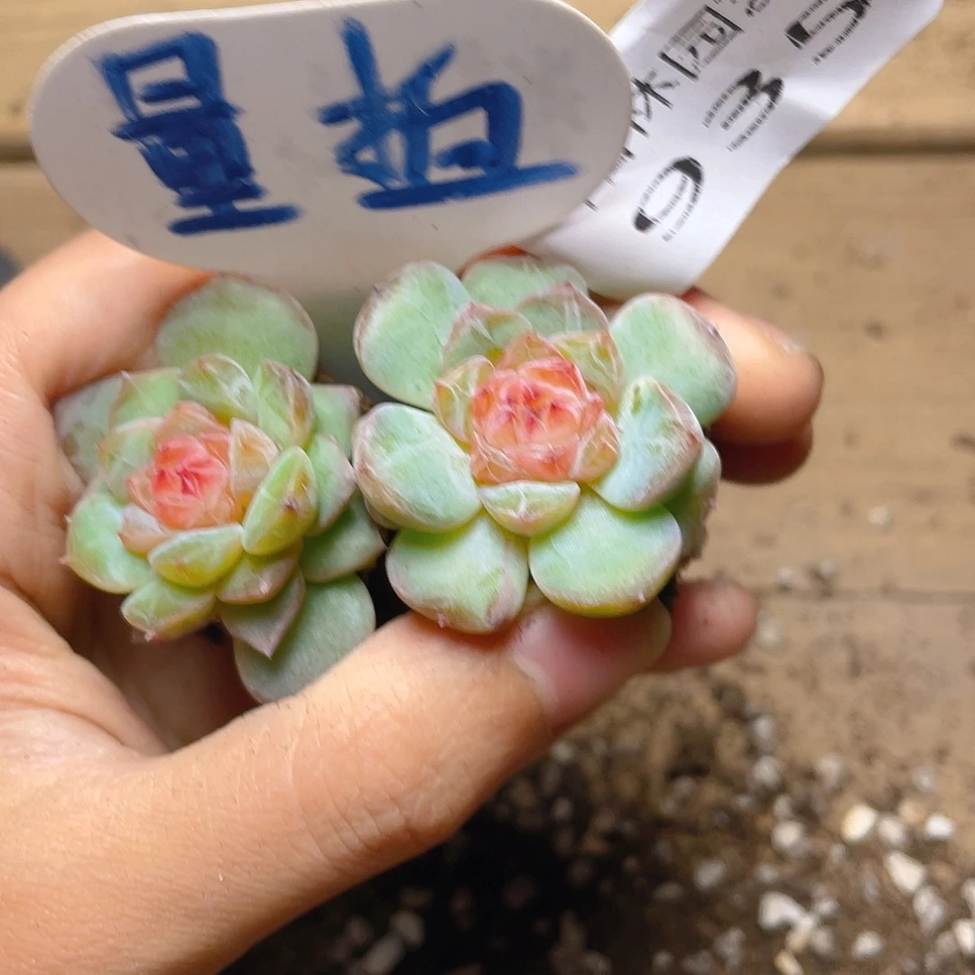 量拍多肉植物多肉植物935