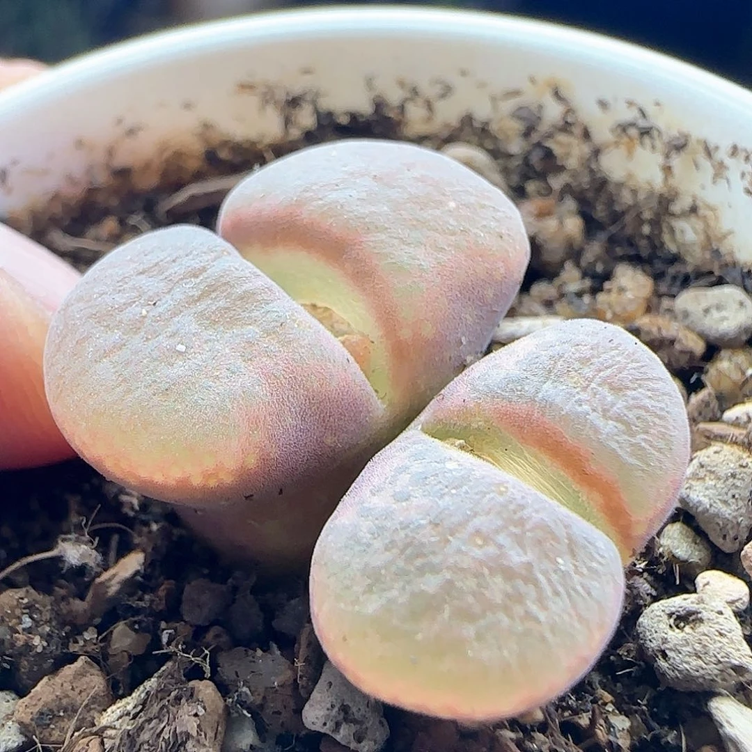 乔*脱土发货哦24874