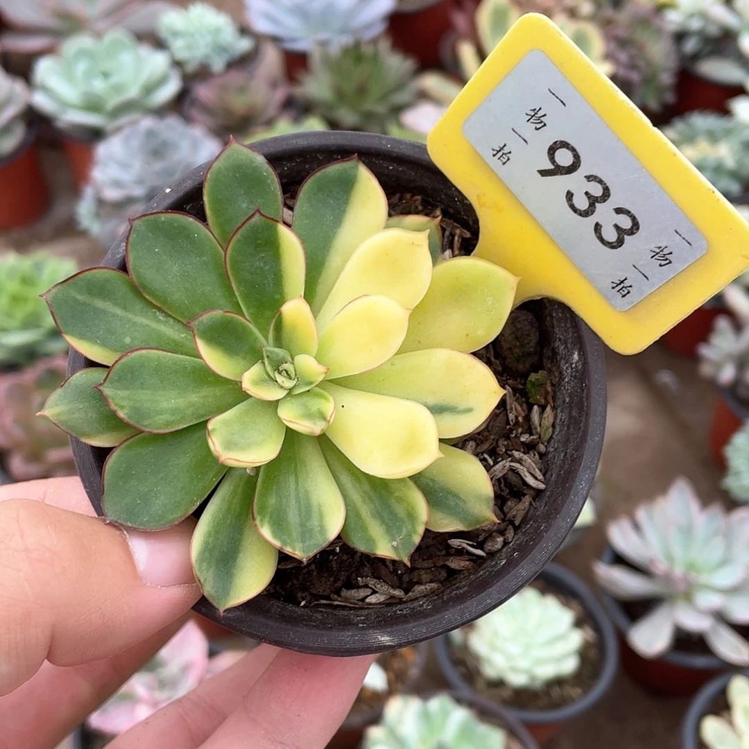 就***哈933号多肉植物盆栽