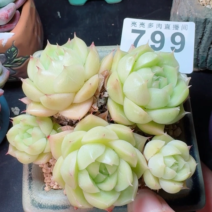 麦秆         精控精养多肉植物