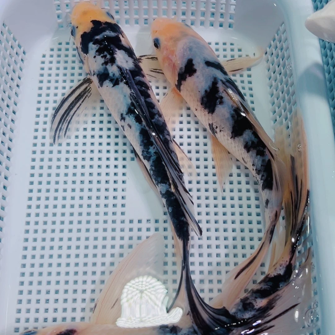 锦鲤锦鲤冷水鱼观赏147