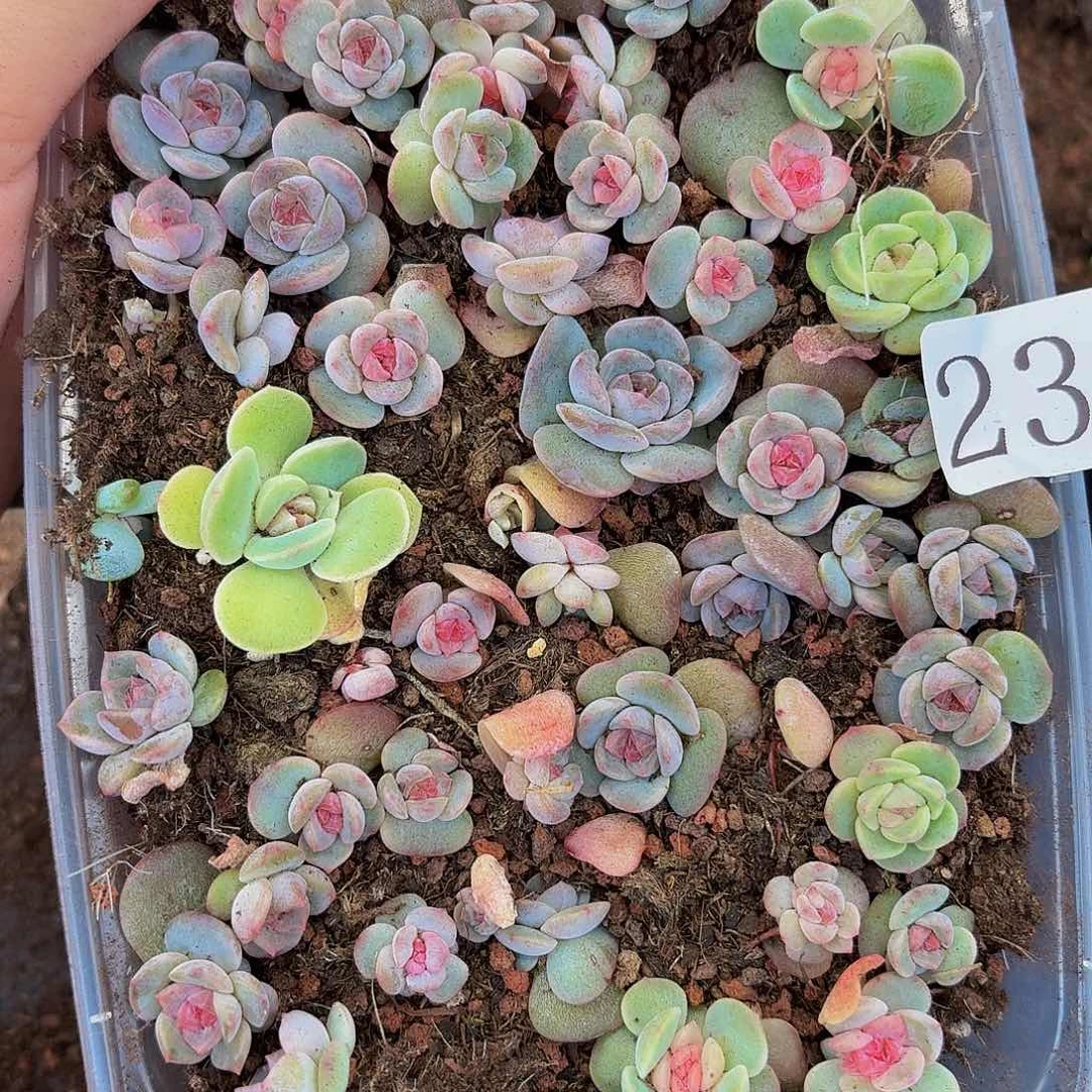 蔚*一多肉植物多肉植物236