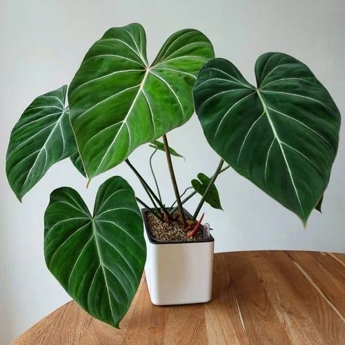 【顺丰】70-80cm客厅大叶绿植明脉蔓绿绒盆栽耐阴吸甲醛常青植物