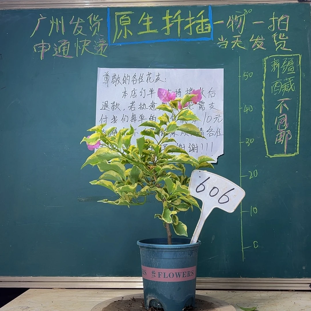 当前无花栽培后可以开花  中国丽人  606