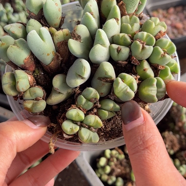 一盒少将88888888888888