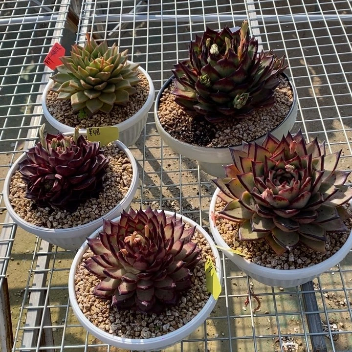 用****5韩东云5棵B-25.2.17