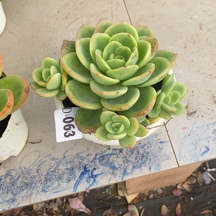 C***e063柠檬茶多肉植物