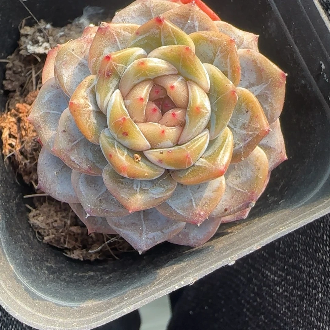 小卡拉米糖心一物一拍