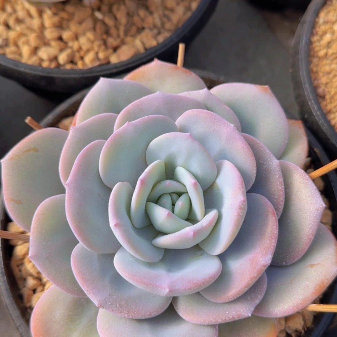 【闪购商品】单头奶茶