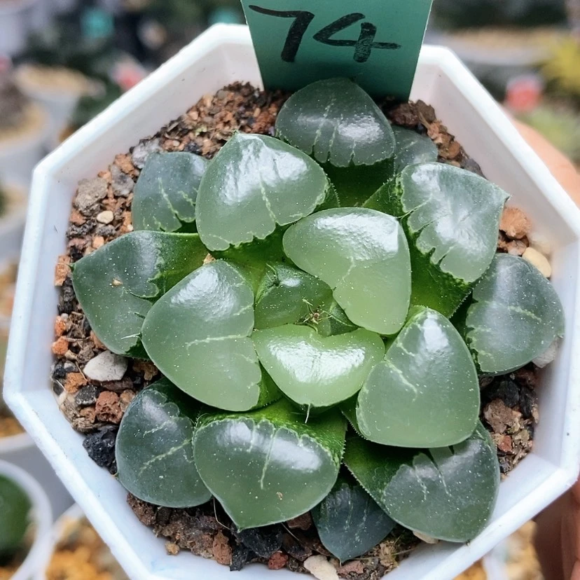 【闪购商品】74姬翠