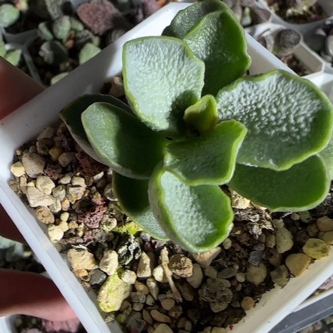 青瓷水泡多肉植物