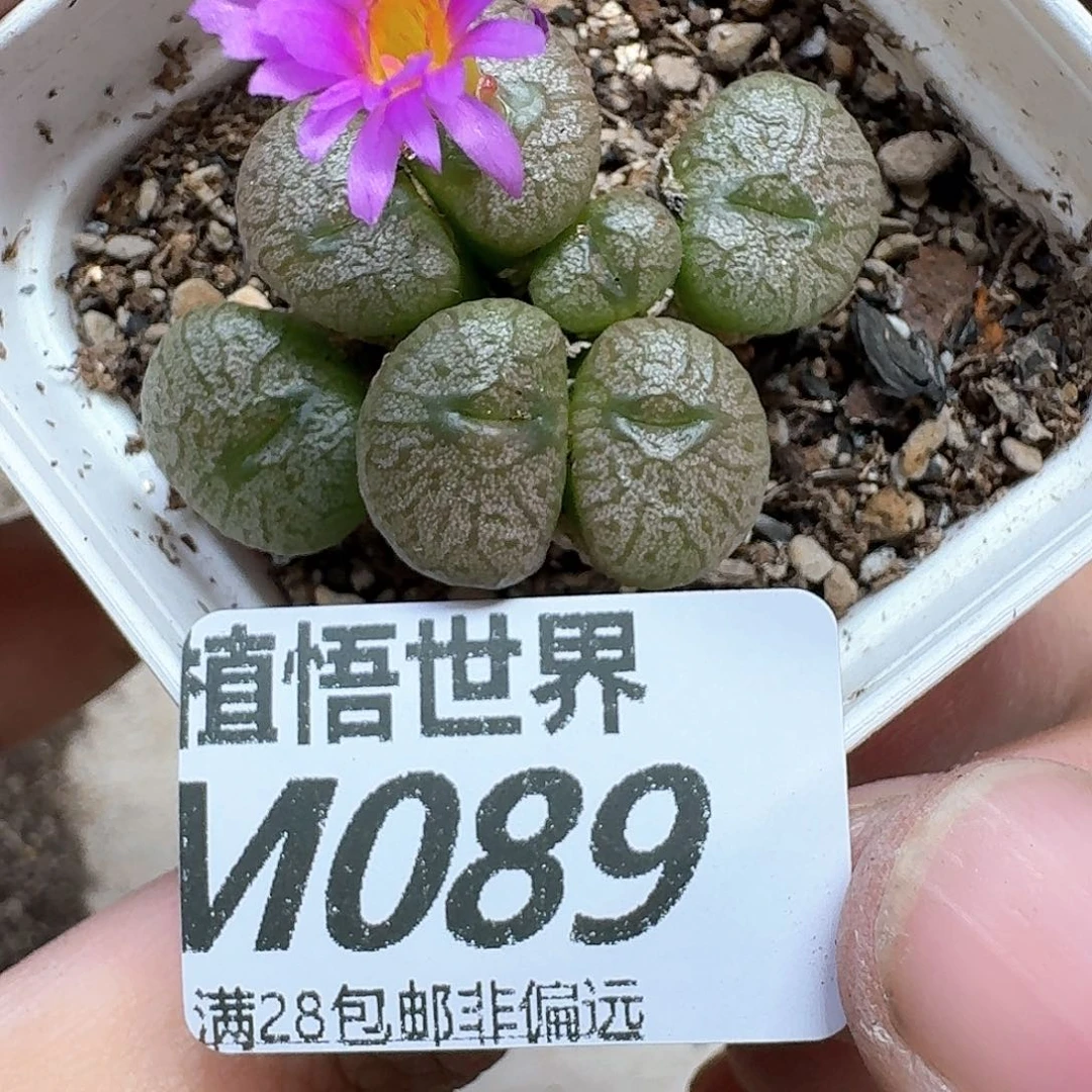 多肉植物的润泽地的