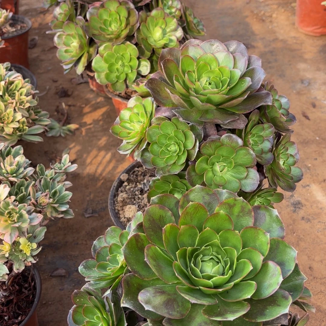 魅金玫瑰9.9木质老桩