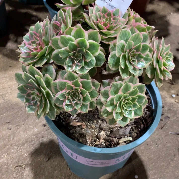 128莲花座多肉植物特价