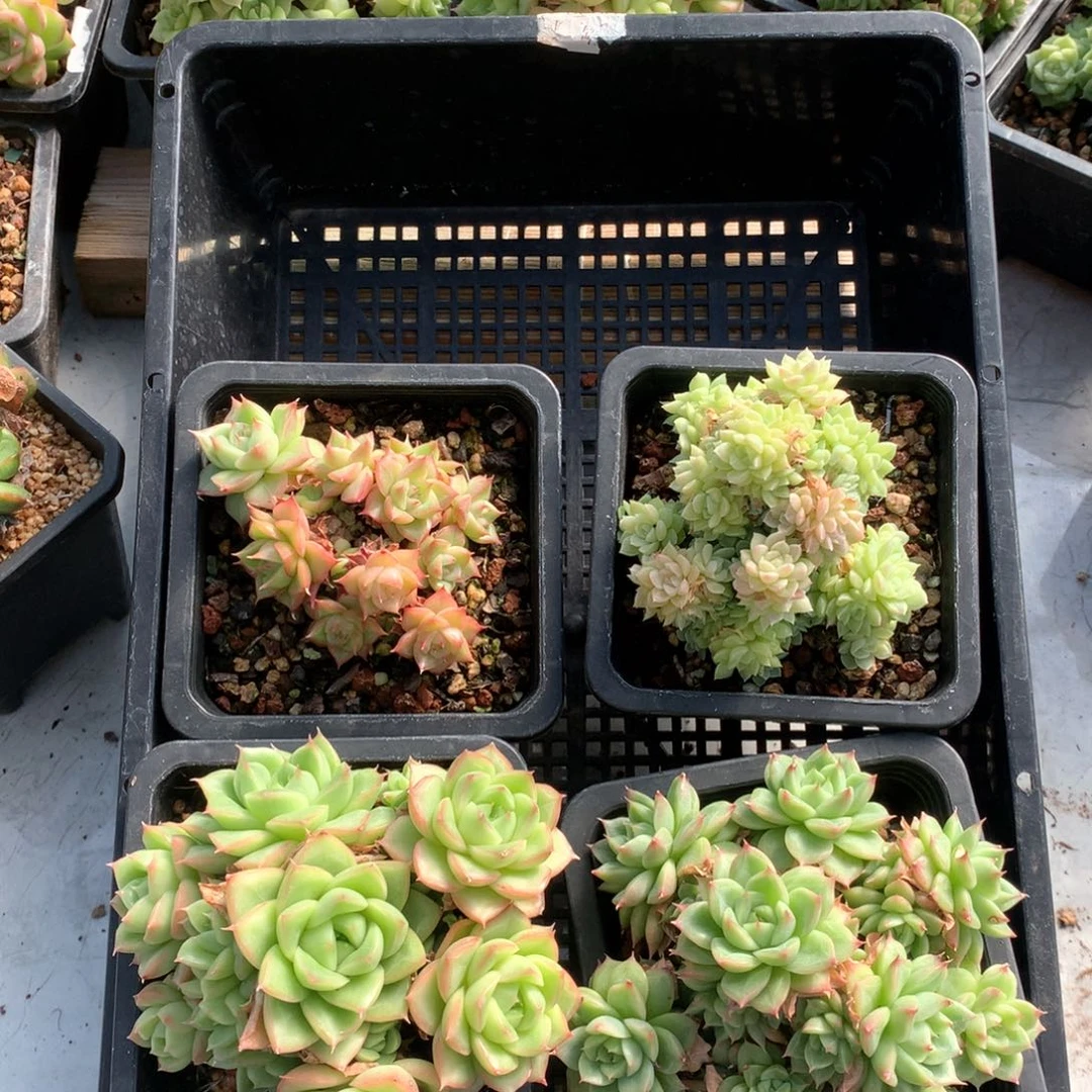 双11预热 4颗 1026-m04