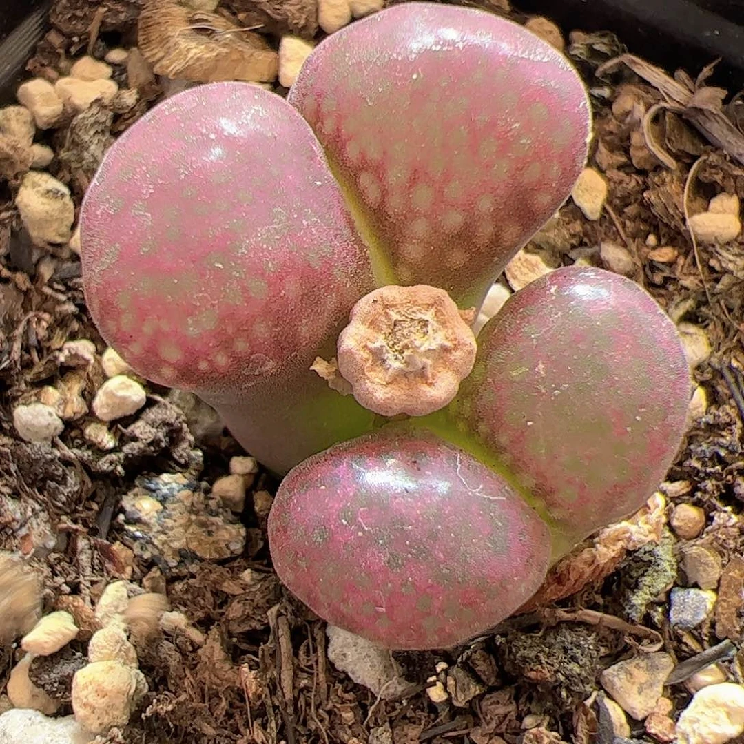 【闪购商品】126 紫风铃