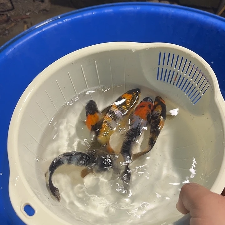 王***博锦鲤锦鲤包邮到家15