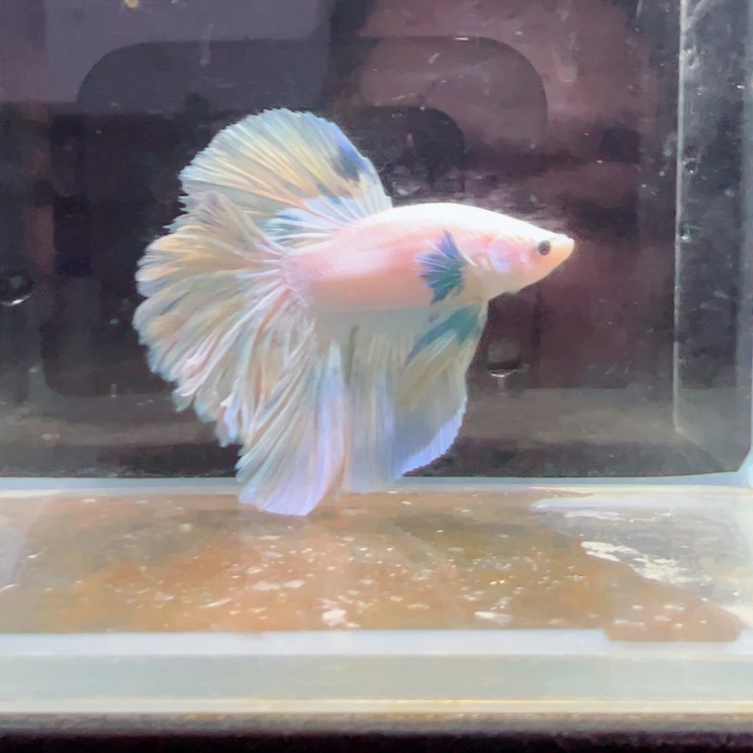 斗鱼浅色特殊尾hhhh