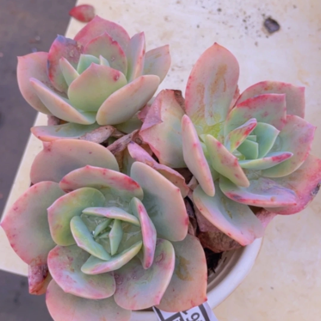 【闪购商品】血凤0461