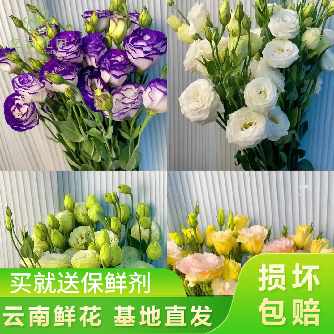 【凑单福利】【混色洋桔梗400g】无刺玫瑰花期长 任意两件发顺丰鲜花