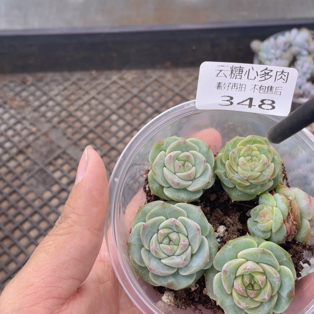 云糖心多肉植物348