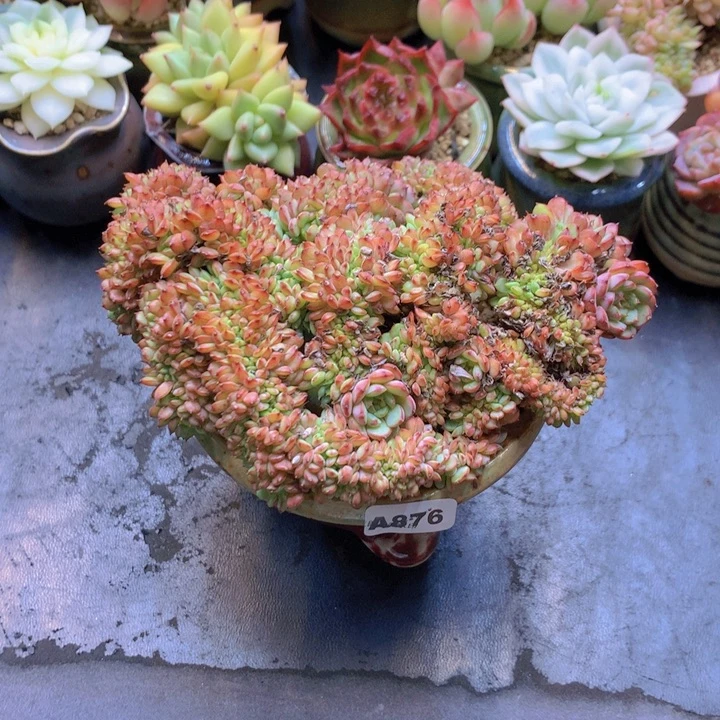 一物一拍含盆土满38包邮A876