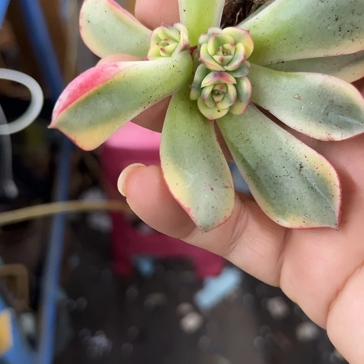 1966斗牛士腹轮底座炸多肉植物