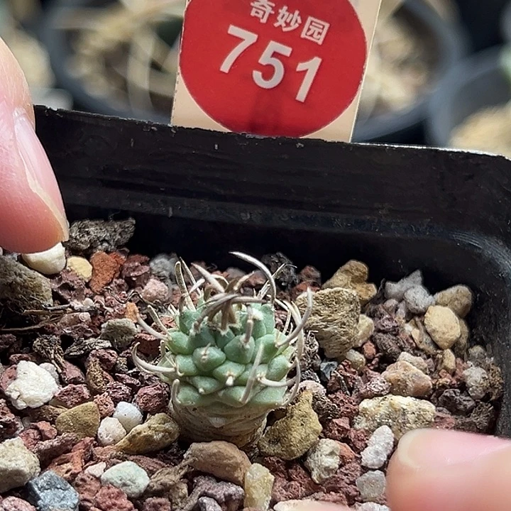 实生碳刺升龙丸娇丽1.4cm