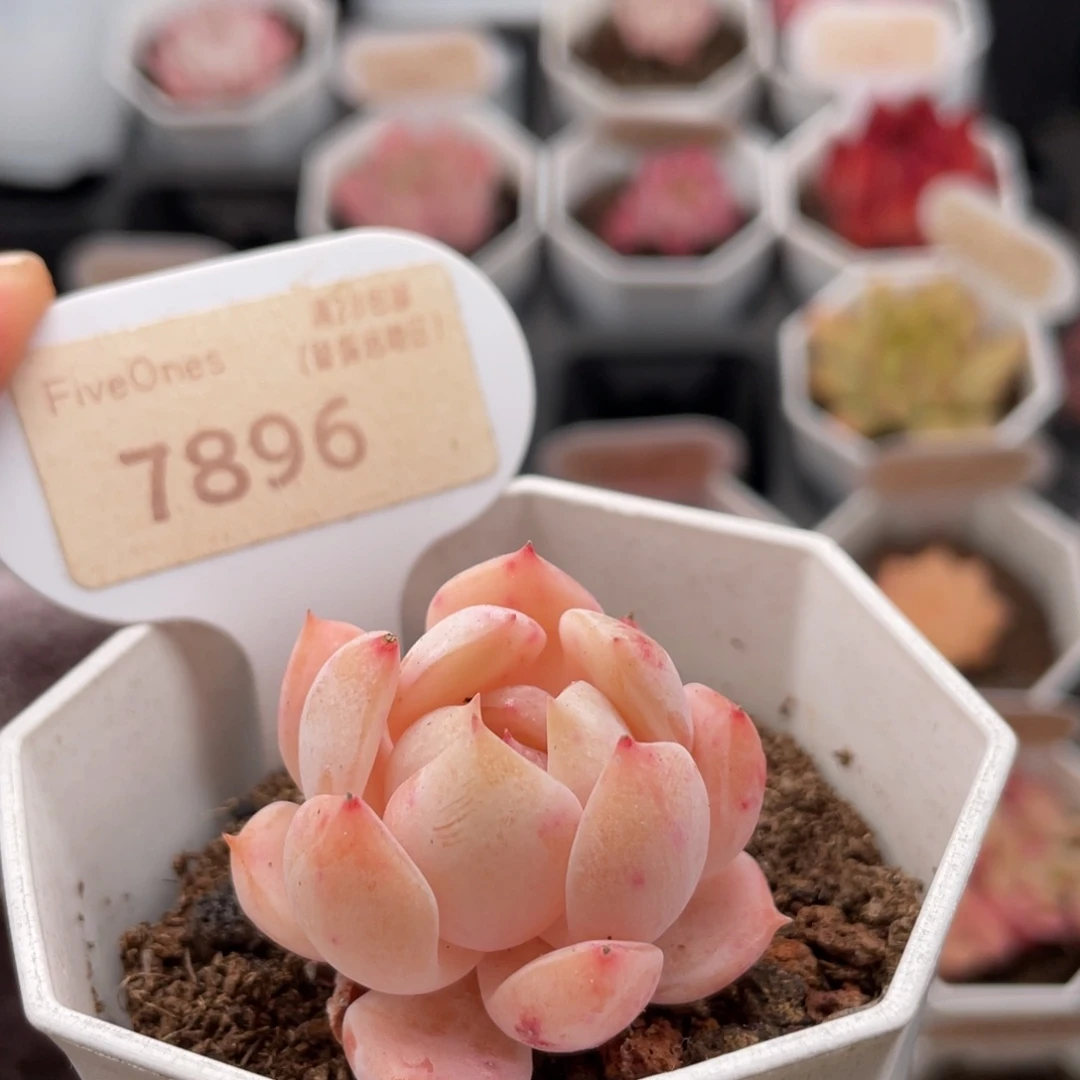 海盐薄荷7896-3.5厘米