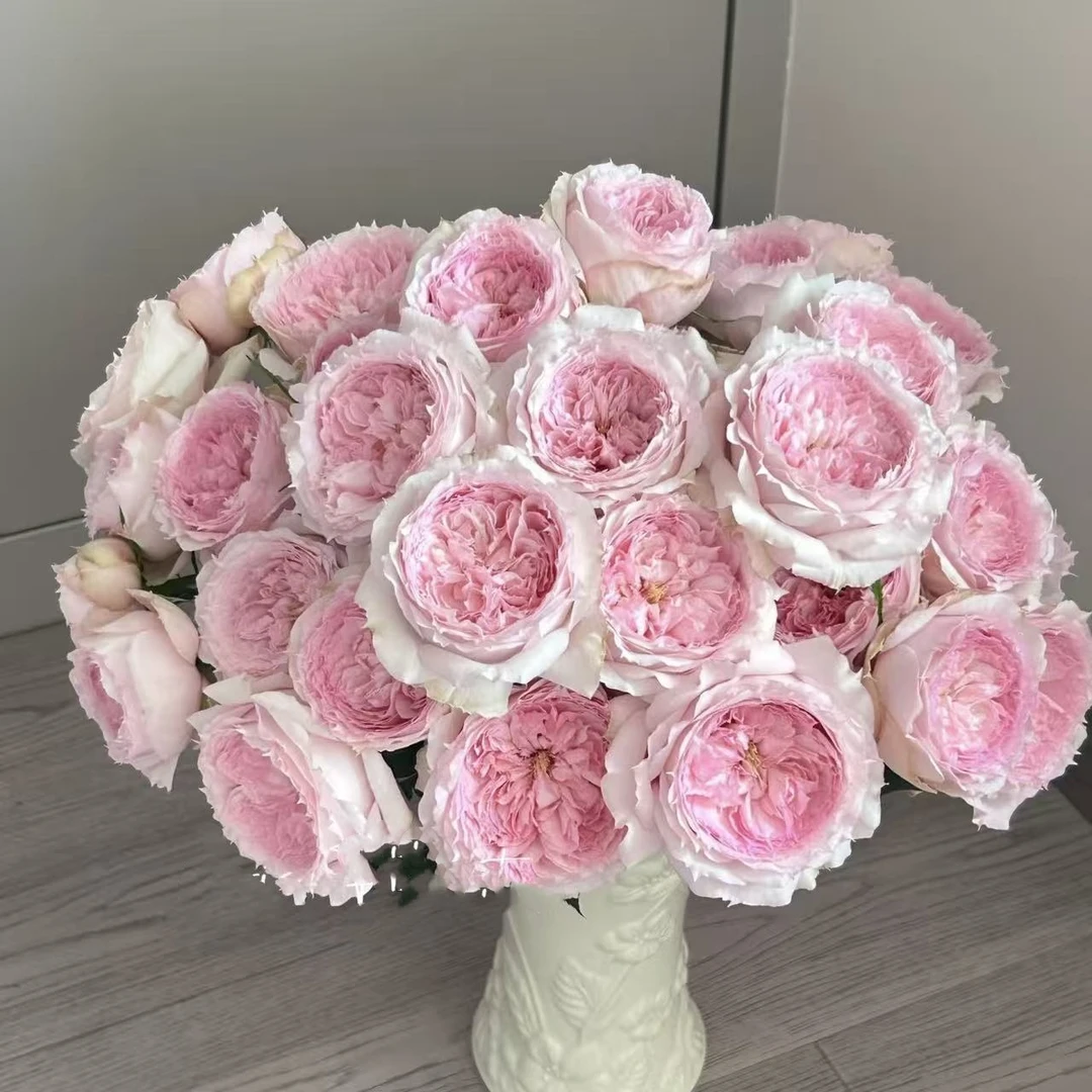 【花之物语】溶溶月多头玫瑰 包邮