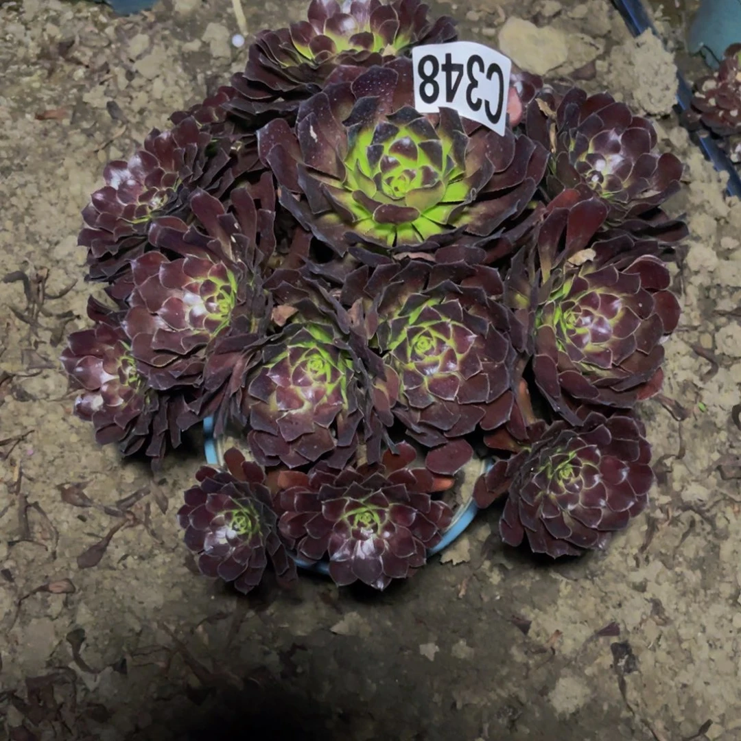 墨铜法师26////30包邮