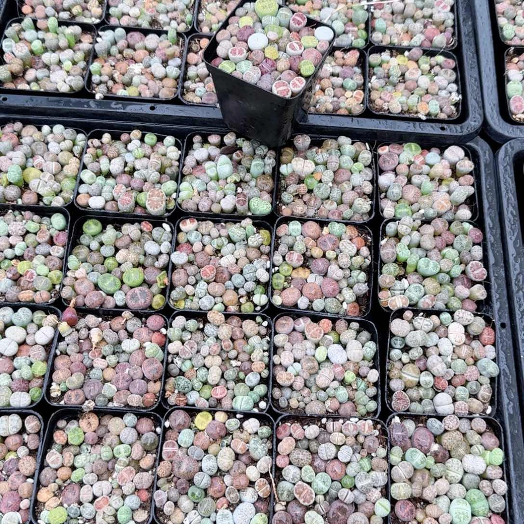 生石花多肉植物一颗