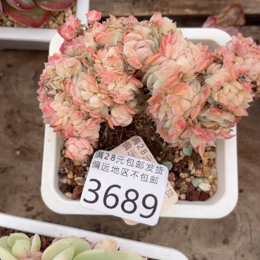 大3689，b xb c b b n n