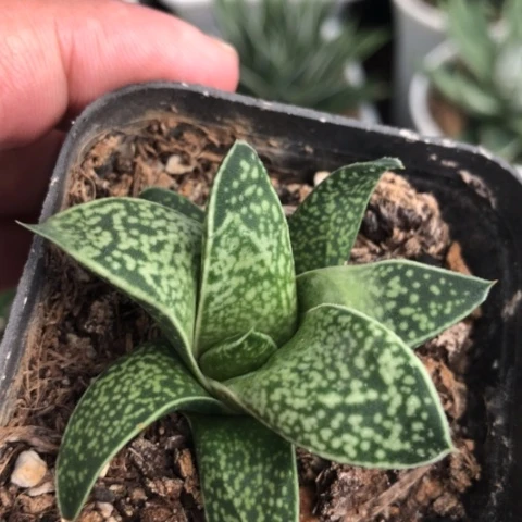 蜗牛变异龙虎霸旋转蜗牛