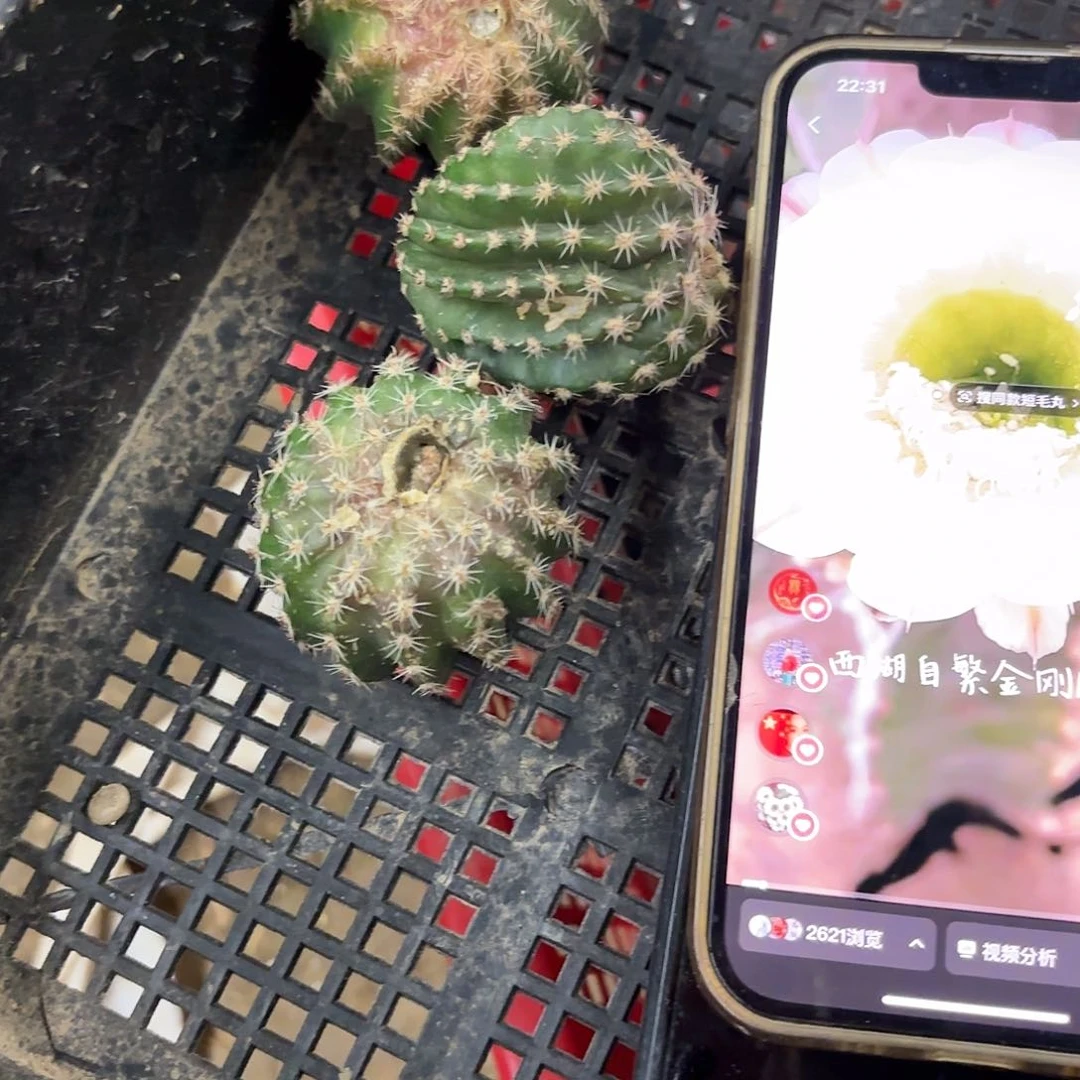 小*儿16-16金刚瑕痴3颗侧牙28包邮仙人球