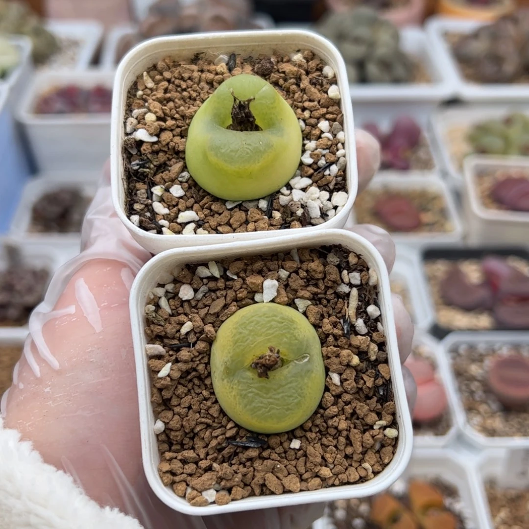 榕0172号毛2颗 多肉植物