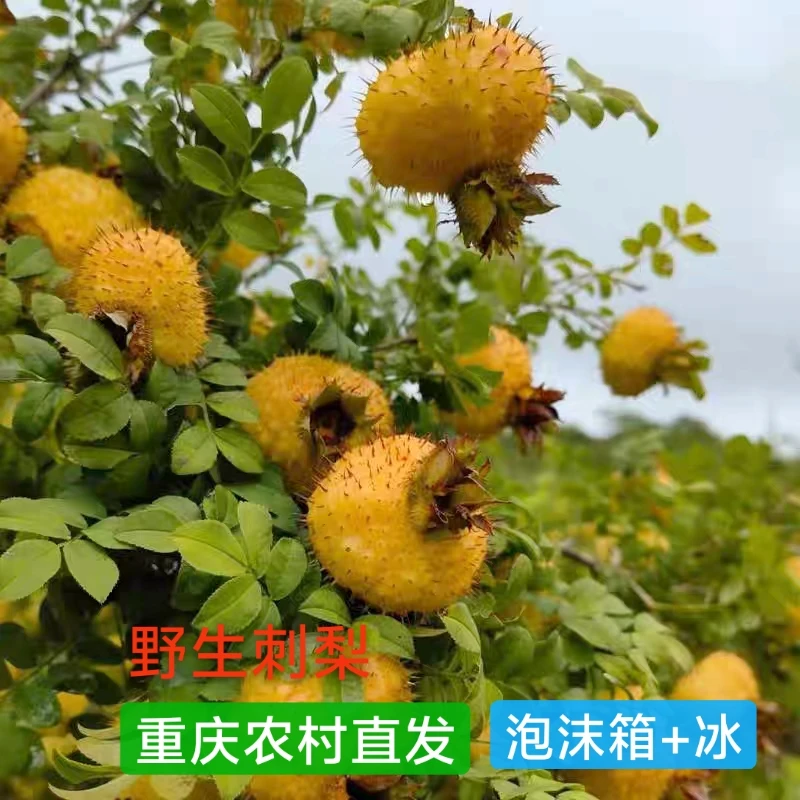 （野生刺梨）重庆高山鲜野生刺梨下单后现摘现发货