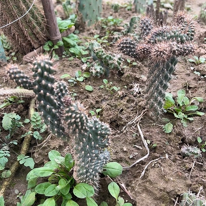 拳骨缀化一棵开始缀化了