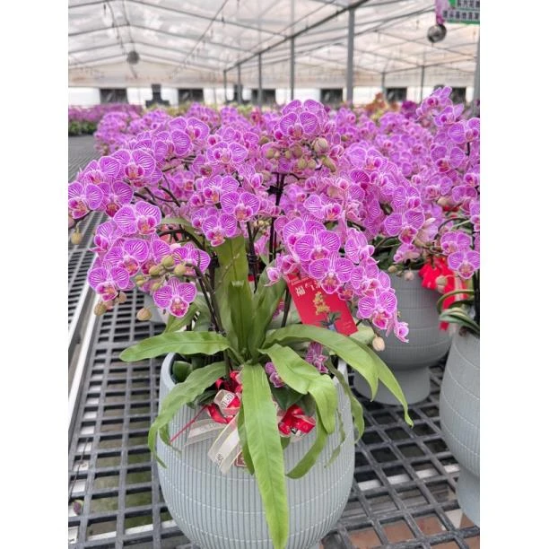 名贵爆花 繁花蝴蝶兰【4个花剑】花期7个月左右花开满枝头