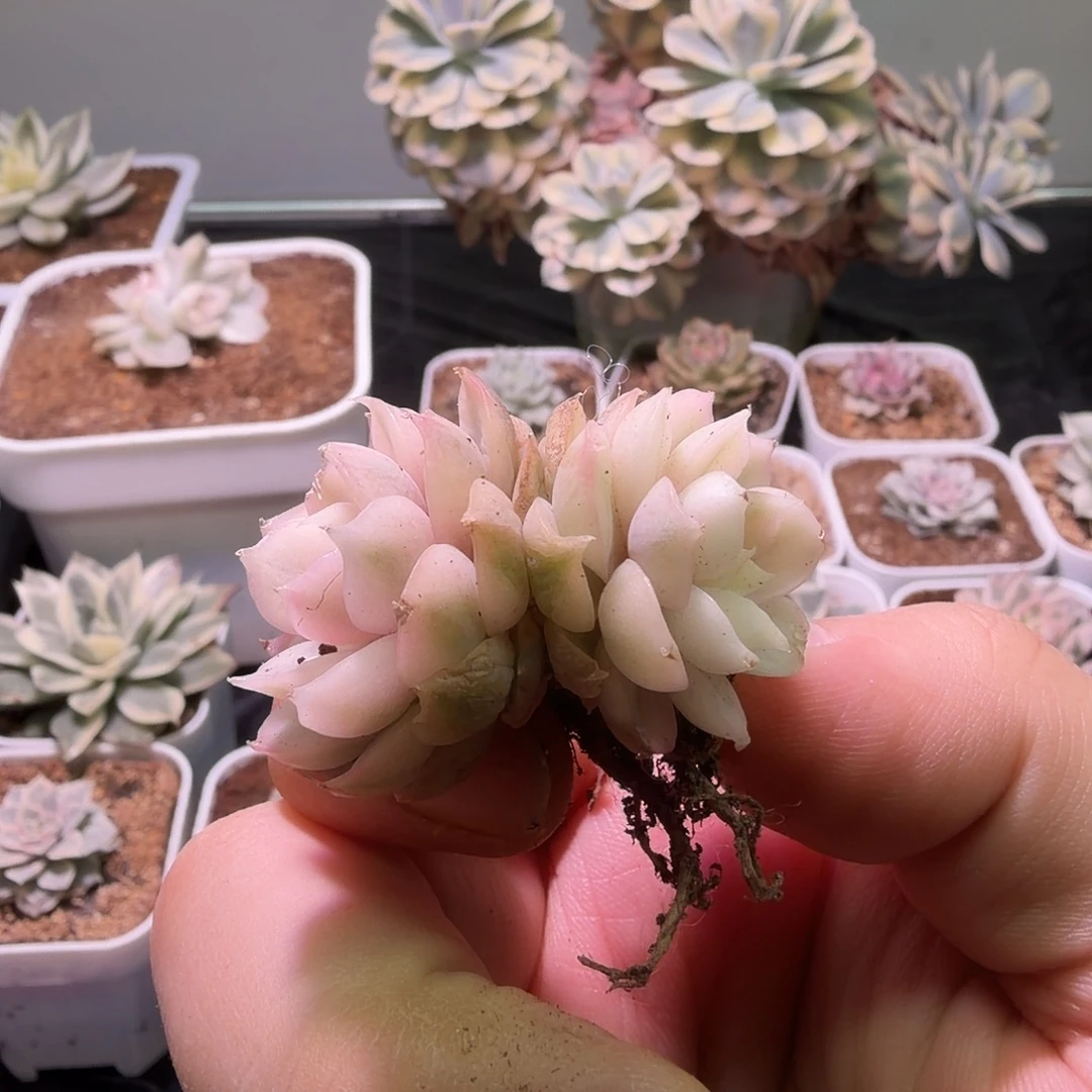 长***安专拍锦植物一物一拍