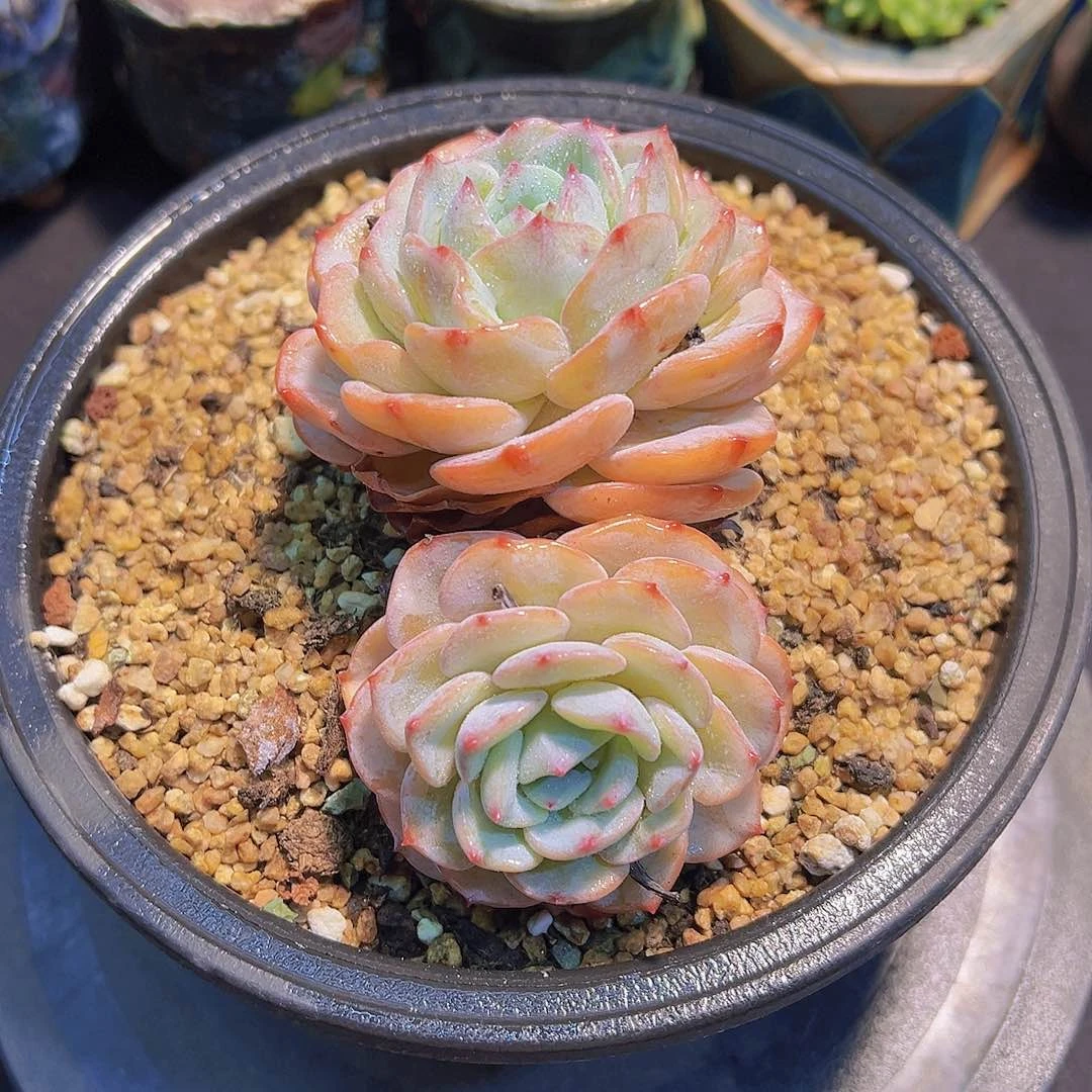 蒙****郎勃朗峰，多肉植物，