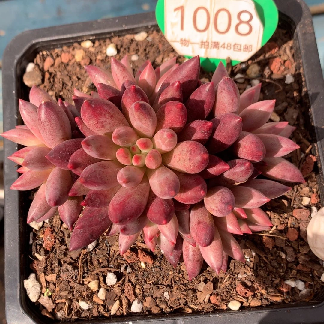 车厘子无砍捧花9头1008