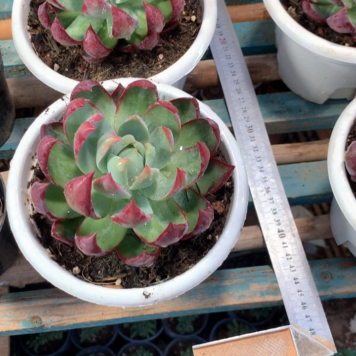 160盆超大惊鸿仙子19.9一颗