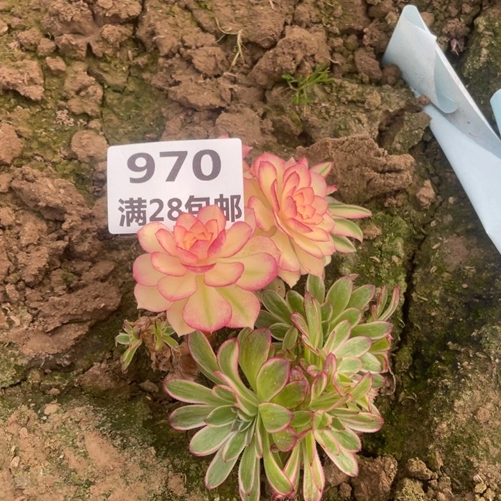 970二号棚倾城多肉母本E